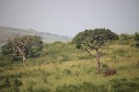 281 Safari im Hluhluwe-Umfolozi Nationalpark - Breitmaul-Nashorn