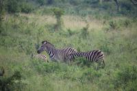 283 Safari im Hluhluwe-Umfolozi Nationalpark - Zebras
