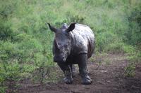 284 Safari im Hluhluwe-Umfolozi Nationalpark - Breitmaul-Nashorn