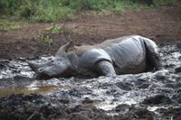 285 Safari im Hluhluwe-Umfolozi Nationalpark - Breitmaul-Nashorn
