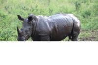 286 Safari im Hluhluwe-Umfolozi Nationalpark - Breitmaul-Nashorn