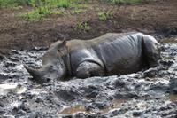 287 Safari im Hluhluwe-Umfolozi Nationalpark - Breitmaul-Nashorn