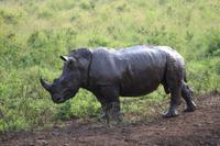 288 Safari im Hluhluwe-Umfolozi Nationalpark - Breitmaul-Nashorn