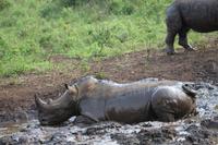 289 Safari im Hluhluwe-Umfolozi Nationalpark - Breitmaul-Nashorn