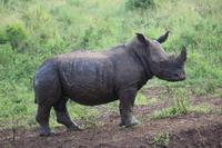 290 Safari im Hluhluwe-Umfolozi Nationalpark - Breitmaul-Nashorn