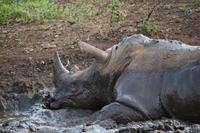 291 Safari im Hluhluwe-Umfolozi Nationalpark - Breitmaul-Nashorn