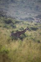 293 Safari im Hluhluwe-Umfolozi Nationalpark - Giraffe