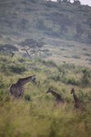 294 Safari im Hluhluwe-Umfolozi Nationalpark - Giraffen