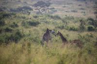 295 Safari im Hluhluwe-Umfolozi Nationalpark - Giraffen