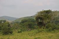 296 Safari im Hluhluwe-Umfolozi Nationalpark