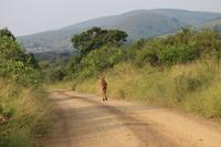 299 Safari im Hluhluwe-Umfolozi Nationalpark - Nyala-Antilope
