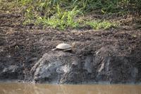 300 Safari im Hluhluwe-Umfolozi Nationalpark - Schildkröte