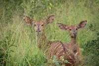 301 Safari im Hluhluwe-Umfolozi Nationalpark - Nyala-Antilope