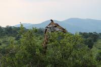 302 Safari im Hluhluwe-Umfolozi Nationalpark - Giraffe