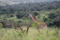 303 Safari im Hluhluwe-Umfolozi Nationalpark - Giraffe