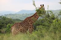 304 Safari im Hluhluwe-Umfolozi Nationalpark - Giraffe