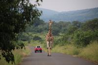 305 Safari im Hluhluwe-Umfolozi Nationalpark - Giraffe