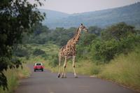 306 Safari im Hluhluwe-Umfolozi Nationalpark - Giraffe