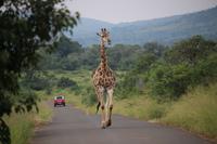 307 Safari im Hluhluwe-Umfolozi Nationalpark - Giraffe