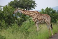 308 Safari im Hluhluwe-Umfolozi Nationalpark - Giraffe