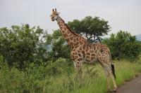 309 Safari im Hluhluwe-Umfolozi Nationalpark - Giraffe