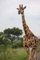 311 Safari im Hluhluwe-Umfolozi Nationalpark - Giraffe