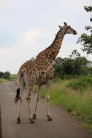 312 Safari im Hluhluwe-Umfolozi Nationalpark - Giraffe