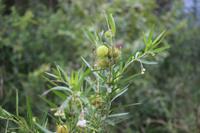 313 Safari im Hluhluwe-Umfolozi Nationalpark