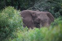 314 Safari im Hluhluwe-Umfolozi Nationalpark - Giraffe - Elefant