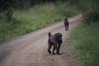 315 Safari im Hluhluwe-Umfolozi Nationalpark - Paviane