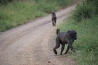 316 Safari im Hluhluwe-Umfolozi Nationalpark - Pavian