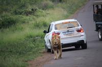 317 Safari im Hluhluwe-Umfolozi Nationalpark - Löwe