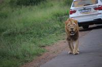 318 Safari im Hluhluwe-Umfolozi Nationalpark - Löwe