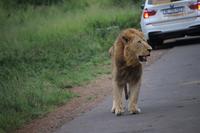 319 Safari im Hluhluwe-Umfolozi Nationalpark - Löwe