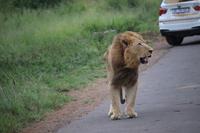 320 Safari im Hluhluwe-Umfolozi Nationalpark - Löwe