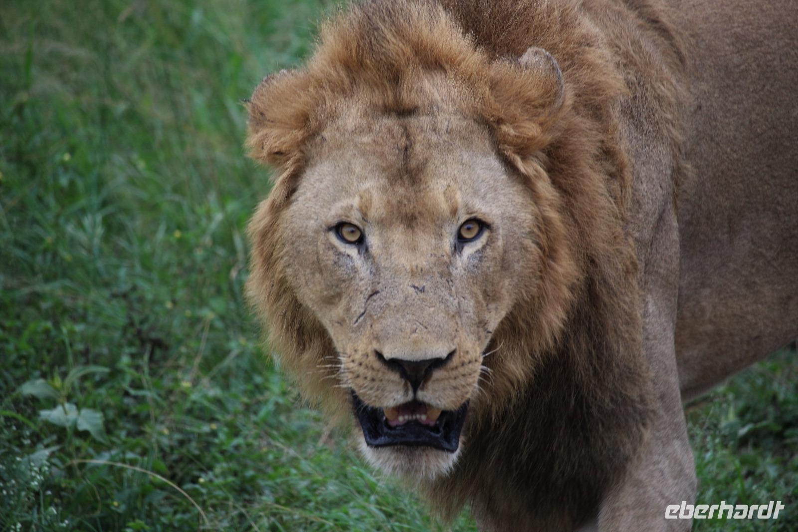 321 Safari im Hluhluwe-Umfolozi Nationalpark - Löwe