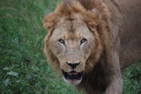 321 Safari im Hluhluwe-Umfolozi Nationalpark - Löwe