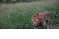 322 Safari im Hluhluwe-Umfolozi Nationalpark - Löwe