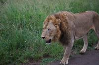 323 Safari im Hluhluwe-Umfolozi Nationalpark - Löwe