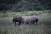 325 Safari im Hluhluwe-Umfolozi Nationalpark - Nashörner