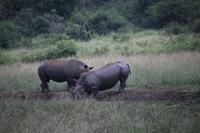 326 Safari im Hluhluwe-Umfolozi Nationalpark - Nashörner