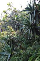 419 God’s Window - Panoramaroute