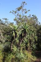 426 God’s Window - Panoramaroute