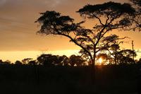 433 Safari im Krüger-Nationalpark - Sonnenaufgang