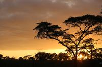 434 Safari im Krüger-Nationalpark - Sonnenaufgang