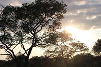 437 Safari im Krüger-Nationalpark - Sonnenaufgang