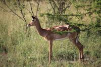 441 Safari im Krüger-Nationalpark - Impalas