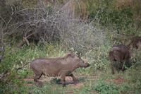 442 Safari im Krüger-Nationalpark - Warzenschwein
