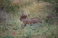 444 Safari im Krüger-Nationalpark  - Warzenschwein