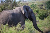 445 Safari im Krüger-Nationalpark - Elefant